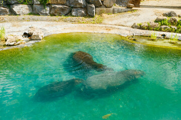 Fototapeta premium The family of hippopotamus is swimming in the pond