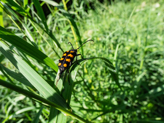 Fototapeta na wymiar Closeup shot of longhorn beetle (Leptura quadrifasciata) sitting on grass blade in summer. Black Beetle with four continuous transverse yellow bands