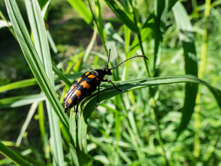 Closeup shot of longhorn beetle (Leptura quadrifasciata) sitting on grass blade in summer. Black Beetle with four continuous transverse yellow bands