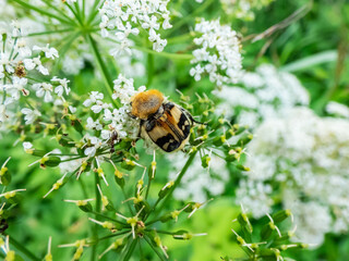 Closeup shot of the Eurasian bee beetle (Trichius fasciatus) on plant with white flowers in summer. Head and pronotum are black, the elytra are yellowish, crossed by a few black bands