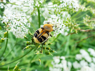 Closeup shot of the Eurasian bee beetle (Trichius fasciatus) on plant with white flowers in summer. Head and pronotum are black, the elytra are yellowish, crossed by a few black bands