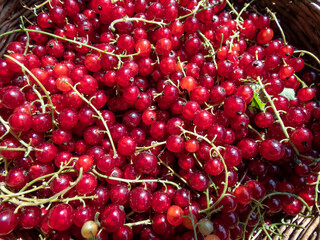 Full wooden basket of perfect ripe red currants (ribes rubrum) in the sunlight. Taste of summer