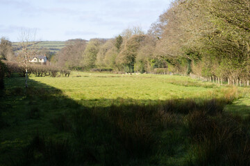 Fototapeta na wymiar typical bucolic Devon landscape of tree line, fences and green fields and a clear blue sky