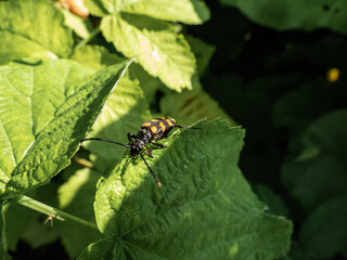 Closeup shot of longhorn beetle (Leptura quadrifasciata) sitting on green leaf in summer. Black Beetle with four continuous transverse yellow bands