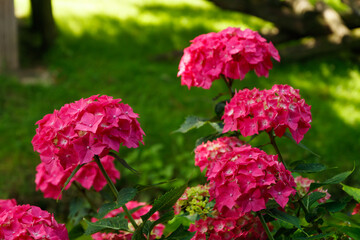 Blooming hortensia bushes with beautiful flowers, growing in the park. Hydrangea macrophilla.