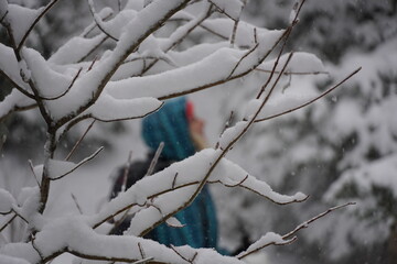 snow covered branches of tree