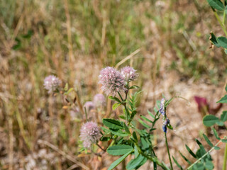Macro of pale pink flowers of Hare's-foot clover (Trifolium arvense) covered in soft hairs in summer meadow