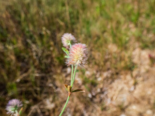 Macro of pale pink flowers of Hare's-foot clover (Trifolium arvense) covered in soft hairs in summer meadow