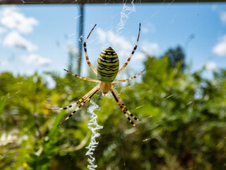 Macro shot of adult, female wasp spider (Argiope bruennichi) showing striking yellow and black markings on its abdomen hanging on spiral orb web