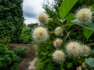 Flowering plant buttonbush, button-willow or honey-bells (Cephalanthus occidentalis) blooming in...