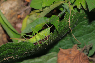 green grasshopper phaneroptera falcata photo