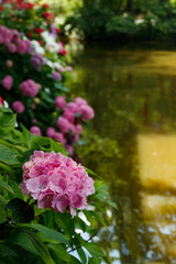 Obraz premium Blooming hortensia bushes with beautiful flowers, growing on a pond shore, with water on background. Hydrangea macrophilla.