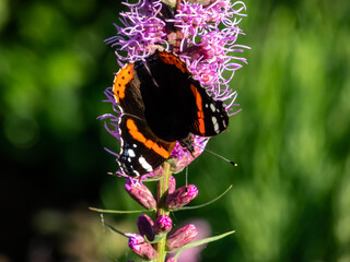 Dorsal view of medium sized butterly The red admiral (Vanessa atalanta) with black wings, red bands, and white spots sitting on purple flower
