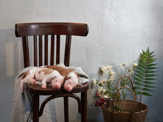 Newborn puppies in the decor. dog Spanish greyhound.