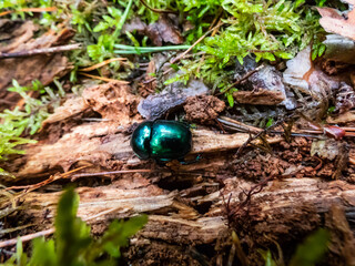 Macro shot of beutiful Dor beetle or spring dor beetle (Trypocopris vernalis) var. autumnalis Heer, dull black in colour with a variable blue and green metallic reflection