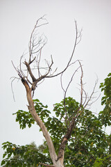 “In every change, in every falling leaf there is some pain, some beauty. And that's the way new leaves grow.”