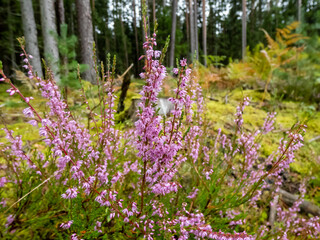 Close up shot of pink flowers of common heather (Calluna vulgaris) growing in forest in autumn