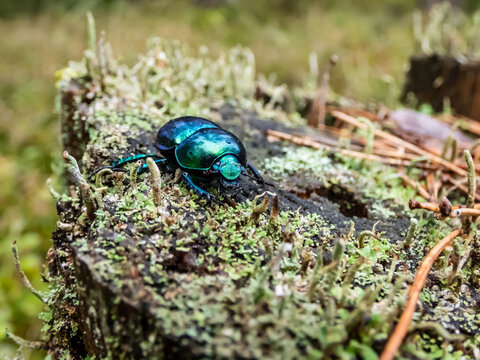 Macro shot of beutiful Dor beetle or spring dor beetle (Trypocopris vernalis) var. autumnalis Heer, dull black in colour with a variable blue and green metallic reflection