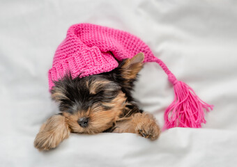 Cute Yorkshire terrier puppy wearing warm pink hat sleeps on his back on a bed under white warm...