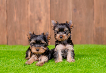 Two Yorkshire terrier puppies sit on green summer grass