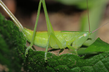 green grasshopper phaneroptera falcata photo