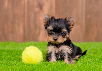 Tiny Yorkshire terrier puppy sits with a tennis ball on green summer grass