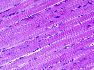 Histology image of smooth muscle tissue - obrazy, fototapety, plakaty