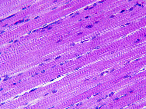 Histology image of smooth muscle tissue
