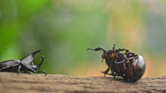 Beetle mating takes place in September and October every year in Thailand. And there may always be a fight between male beetles for females.
