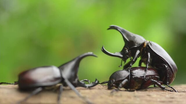 Beetle mating takes place in September and October every year in Thailand. And there may always be a fight between male beetles for females.