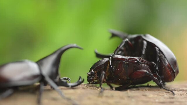 Beetle mating takes place in September and October every year in Thailand. And there may always be a fight between male beetles for females.