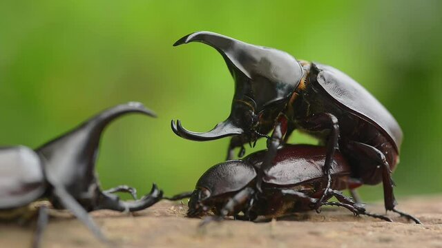 Beetle mating takes place in September and October every year in Thailand. And there may always be a fight between male beetles for females.