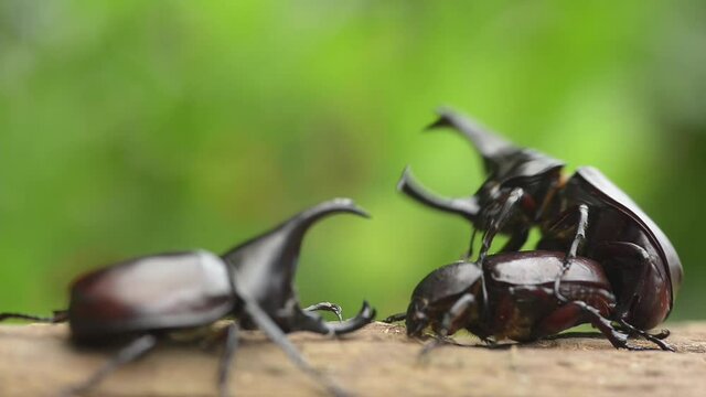 Beetle mating takes place in September and October every year in Thailand. And there may always be a fight between male beetles for females.