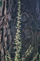 “In every change, in every falling leaf there is some pain, some beauty. And that's the way new leaves grow.”