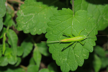 green grasshopper phaneroptera falcata photo