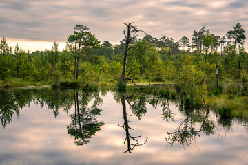 first light, Pietzmoor, Sneverdingen