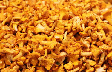 Chanterelle finferli mushrooms sold in the food market