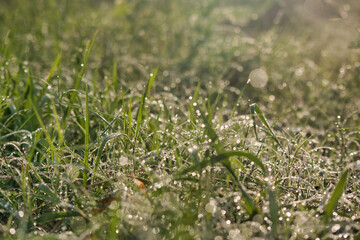 “In every change, in every falling leaf there is some pain, some beauty. And that's the way new leaves grow.”