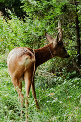 deer in the forest
