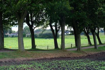 Eine Allee führt zu einem Gutshof
