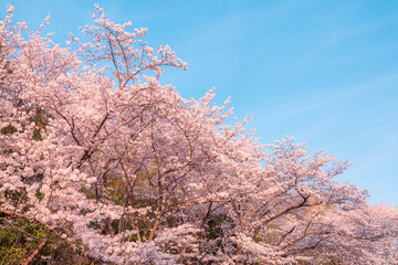 千里北公園の桜　　【桜　風景】