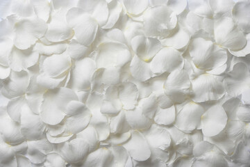 一面に敷き詰めた、白い花びらの絨毯