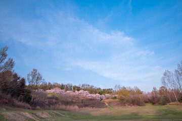 千里北公園の桜　　【桜　風景】