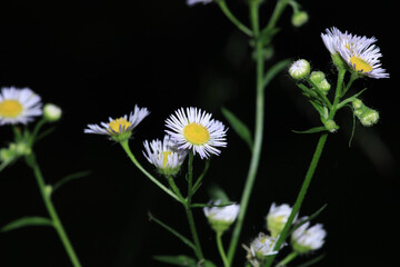 Natural Bellis Perennis Macro Photo