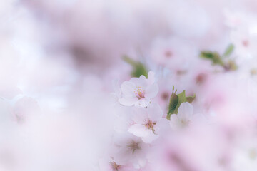 かわいい桜の花