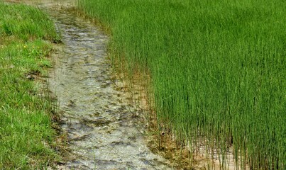 Brook in the reeds