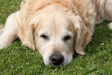 close up of golden retriever head - lying asleep relaxed in the meadow