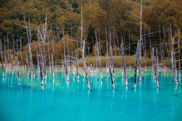 Fototapeta na wymiar Dead trees in turquoise