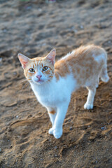 Street Cat. A beautiful ginger cat walks and plays on the beach.