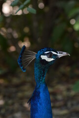 portrait of a peacock